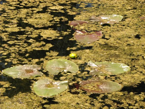Lily Pond